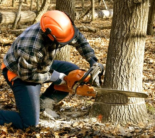 Tree Removal in Sawyer, KS